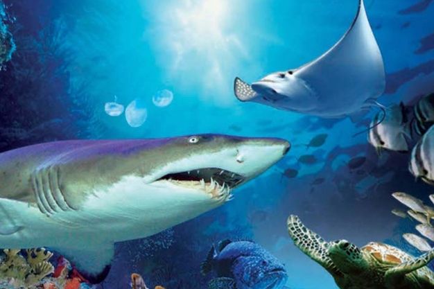 aquaria klcc 2 - Kenapa Perlu Mengunjungi Aquaria KLCC Saat Liburan ke Malaysia? Intip Keseruannya