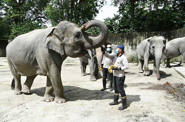 zoo taiping - 7 Tempat yang Wajib Masuk Itinerary Saat ke Taiping Malaysia