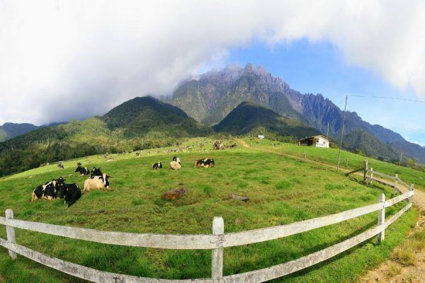 Desa Cattle Dairy Farm Sabah Malaysian Borneo - 4 Destinasi Wisata Unggulan di Kota Belud, Sabah Malaysia