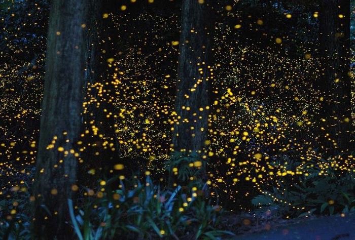 Firefly Park in Kuala Selangor  - 5 Tempat Menarik di Selangor Malaysia Ini Wajib Dikunjungi