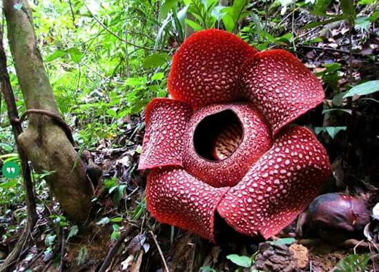 Raflesia Arnoldi de los b9sques de Sumatra y Borneo - 5 Daftar Gunung di Malaysia yang Bisa Kamu Jelajahi saat Liburan