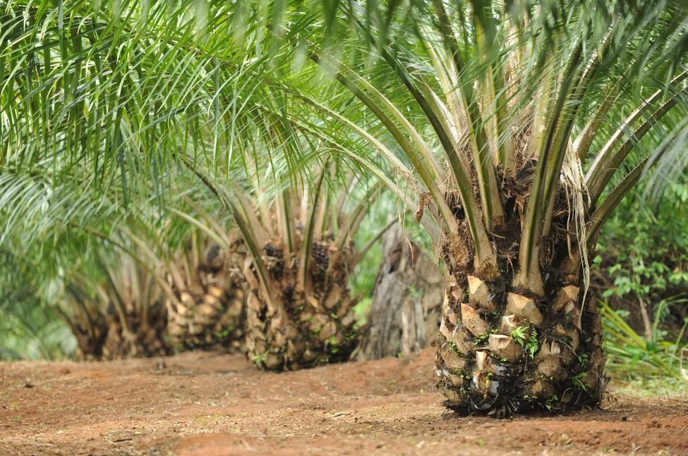 kelapa sawit - Peluang Bekerja di Industri Kelapa Sawit Malaysia
