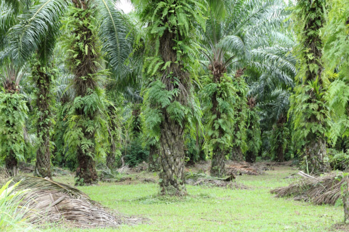 oil palm plantation 700x466 - Informasi Tentang Sumber Daya Alam Malaysia yang Perlu Anda Tahu