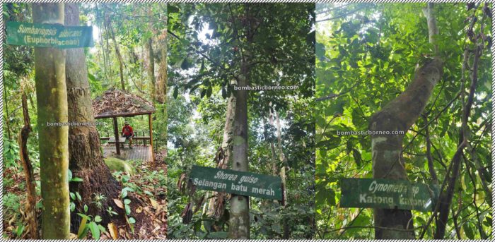 Hutan Simpan Bukit Gemok bombasticborneocom 700x343 - Sabah Malaysia, Hal-Hal Menarik Ini Cuma Ada Disana!