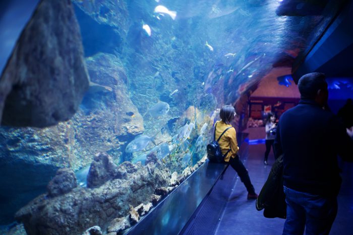 aquaria pexels 700x467 - Menara Kembar Petronas dan Wisata Wajib Telusuri di Malaysia!
