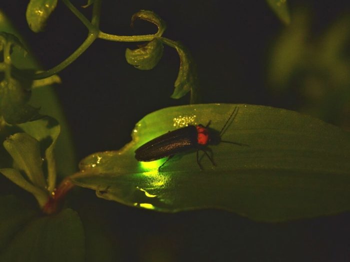 Kuala Selangor Fireflies 700x525 - Tempat Menarik di Selangor Untuk Kanak-Kanak, Ini Daftarnya!