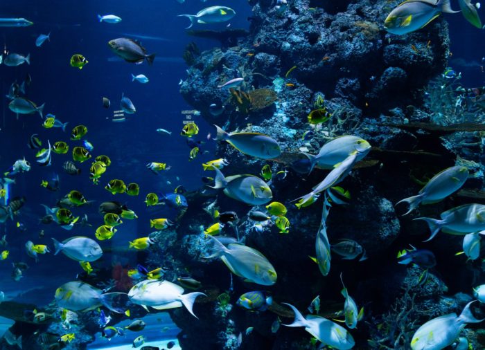 aquarium 700x506 - 5 Tempat Wisata Ramah Anak di Malaysia